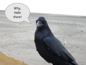 crow talking