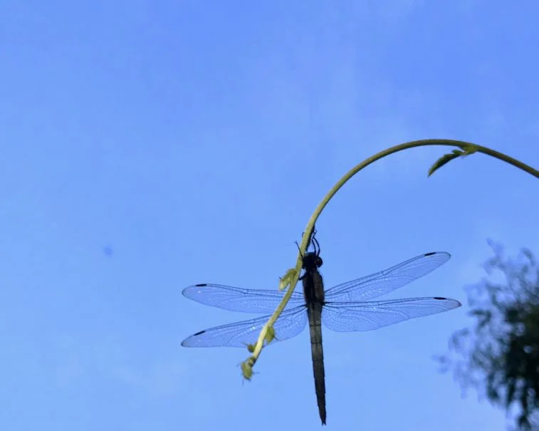 Dragonfly perched on a green vine against a clear blue sky, showcasing its delicate wings and slender body.